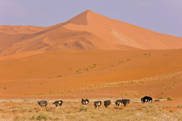 Fototapeta na wymiar Avestruz Desierto Namib Namibia Africa