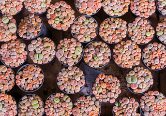 Lithops (Living stone), Cactus on flower pot