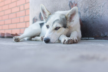 Obraz premium Big young dog resting and guarding with opened eyes on a threshold