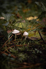 Little toadstool mushrooms in the grass in the forest