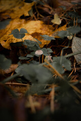 Little toadstool mushrooms in the grass in the forest