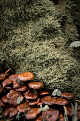 Little toadstool mushrooms in the grass in the forest