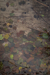 Fallen autumn leaves at the bottom of the lake in clear water