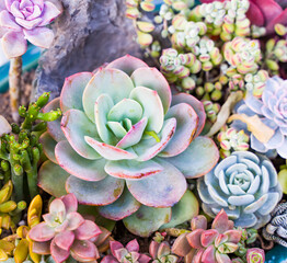 Miniature succulent plants (succulent cactus) at the garden