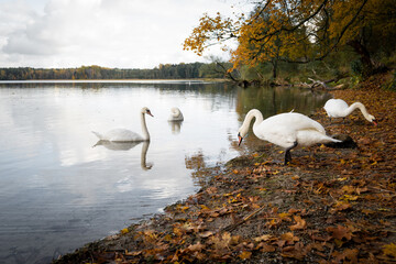 Beautiful white swans swim in the lake. Yellow autumn leaves on the trees. Forest.