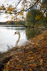 Beautiful white swans swim in the lake. Yellow autumn leaves on the trees. Forest.