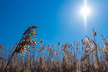 Sun shines over golden grass in the springtime