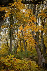 Bright yellow leaves in the autumn forest.