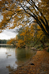 Beautiful white swans swim in the lake. Yellow autumn leaves on the trees. Forest.