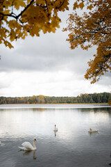 Beautiful white swans swim in the lake. Yellow autumn leaves on the trees. Forest.