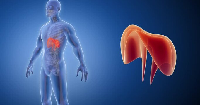 Diaphragm x-ray style, internal organs 3D render, anatomy of the human body, blue background