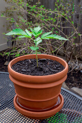 Springtime homegrown marijuana in Canada