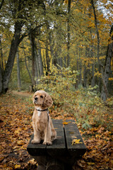 A dog in the forest near the lake is waiting for its owners. American cocker spaniel.