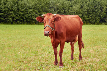 cow grazes on the field in the summer evening