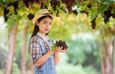 Asian young woman picking grape during wine harvest