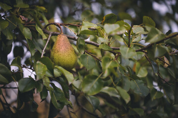 delicious pears in the orchard tree. pyrus communis fruits at the farm in the village