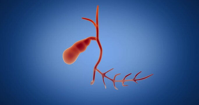 Gall bladder x-ray style, internal organs 3D render, anatomy of the human body, blue background