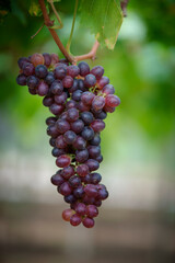 Red grapes on the tree of the garden