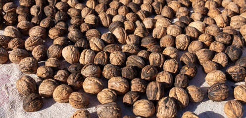 Walnut as background. Harvest from  garden