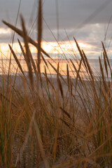 Golden ears of wheat. Sea, sunset, abstraction.