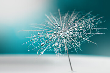 dew drops on a dandelion seed