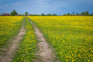A rural road in a dandelion field, Belarus