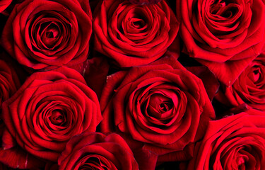Red rose flowers as background.