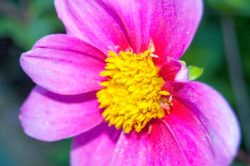 Dahlia blooming in the garden