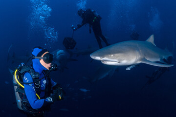 Girl swimming with lemon shark - Negaprion brevirostris