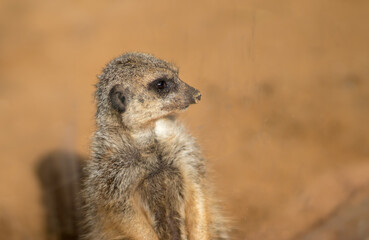 Surikata stands on desert sand and looks, blurred background