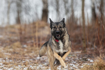 Mixed breed shepherd dog running in winter
