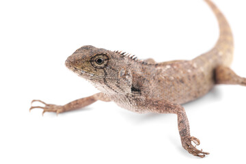 Fototapeta premium Thai chameleon isolated on white background