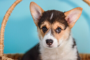 Photo of a Pembroke Welsh Corgi puppy in red, tricolor colors, for the exhibition on a gray background. friendly dog, smiling and happy