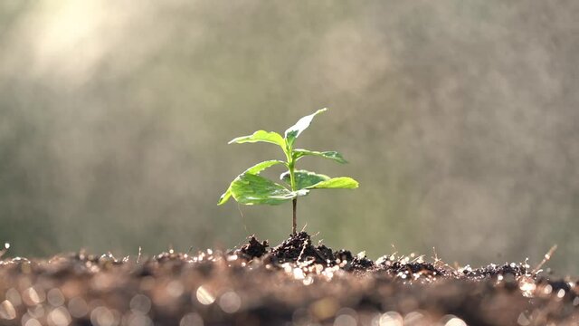 Coffee trees reborn in the farmland A soft morning sun shines on the coffee seedlings and a soft drop of water.