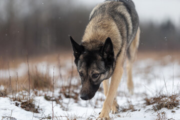 Mixed breed shepherd dog walking in winter field