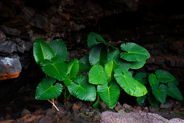 Giant green plant leaves on cave entrance. Light on natural flora environment on volcanic dark area. Hope, life concepts