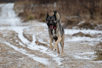 Mixed breed shepherd dog running in winter field