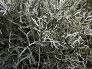 immagine di bella pianta argentea in campagna