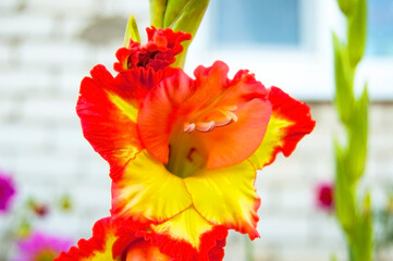 gladioli macro closeup