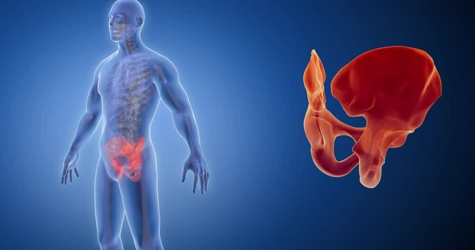 Pelvic bone, hip bone x-ray style, internal organs 3D render, anatomy of the human body, blue background