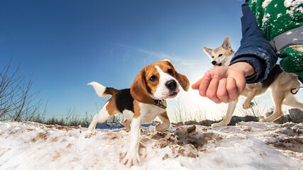 Crop peron training mixed breed dog in winter field. Bright sunny day