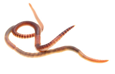 Earthworm on a white background.