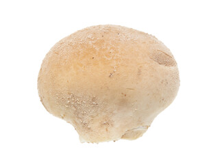 Close-up of a mushroom raincoat isolated on a white