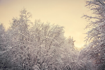 Snow-covered deciduous forest on a beautiful winter sunny day. Beautiful winter landscape