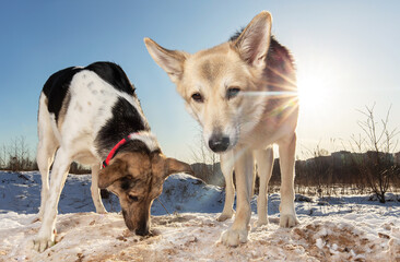 Two Strong healthy mongrel dogs in winter field