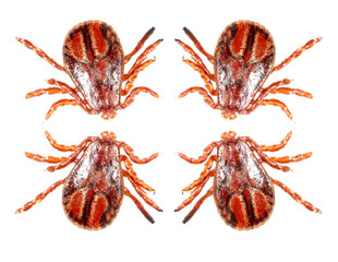 ticks isolated on white background. Macro