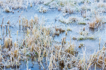 Grass covered with frost, among the ice. Beautiful natural background with hoarfrost on the grass. Ground texture with frozen meadow plants. Rime ice on blades of grass during frosts. Cold weather.
