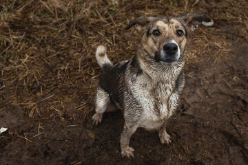 Very dirty and wet mixed breed shepherd dog
