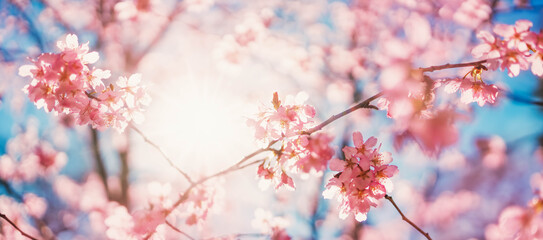 Blurred sakura tree twigs on blue background.