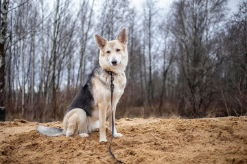 Large mixed breed dog sitting outdoors in summer